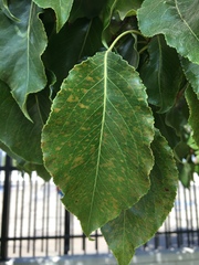 Pyrus