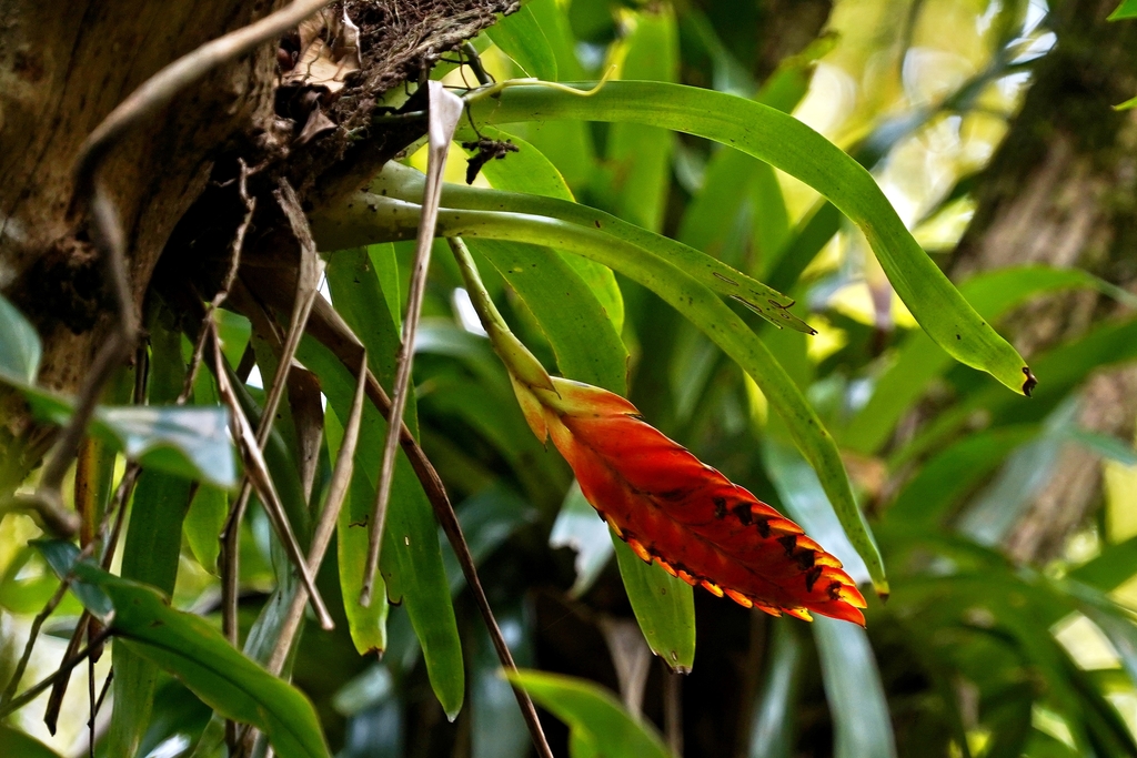Vriesea inflata