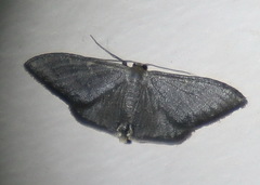 Idaea coercita