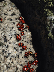 Hippodamia caseyi
