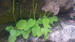 Peperomia lanceolatopeltata