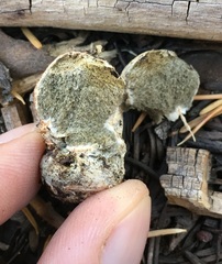 Rhizopogonaceae