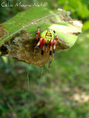 Araneus guttatus