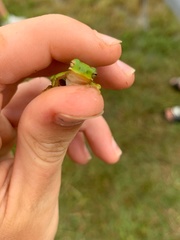 Hyla cinerea
