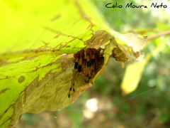 Araneus guttatus