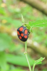 Brachystethus rubromaculatus