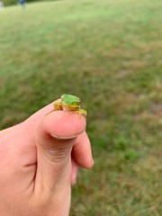 Hyla cinerea