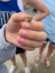 Hyla cinerea
