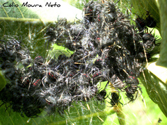 Parawixia bistriata