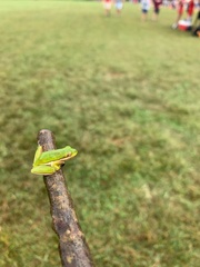 Hyla cinerea