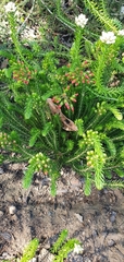 Erica regia