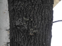 Tillandsia tricholepis