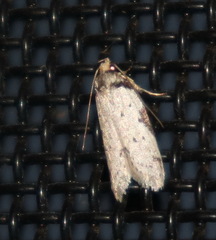 Philobota transversella