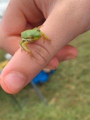 Hyla cinerea