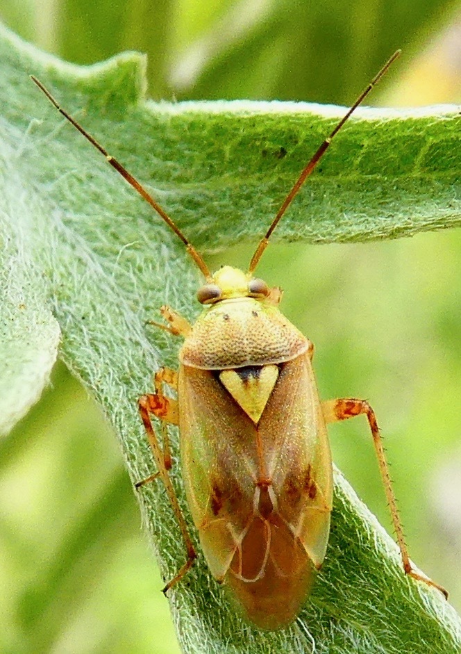 Western Tarnished Plant Bug