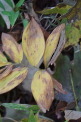 Uvularia sessilifolia