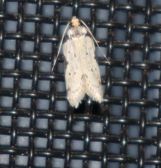 Philobota transversella