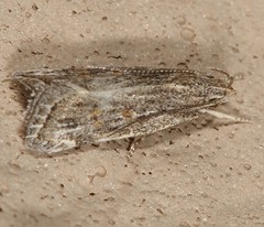 Helcystogramma chambersella