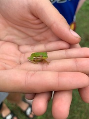 Hyla cinerea