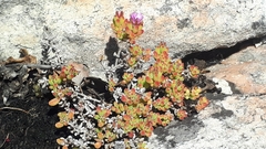 Drosanthemum stokoei