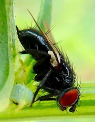 Leucostoma