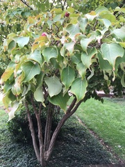 Cornus kousa