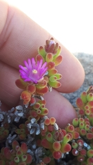 Drosanthemum stokoei