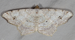 Macaria aequiferaria