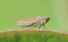 Amphigonalia