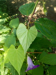 Ipomoea dumetorum