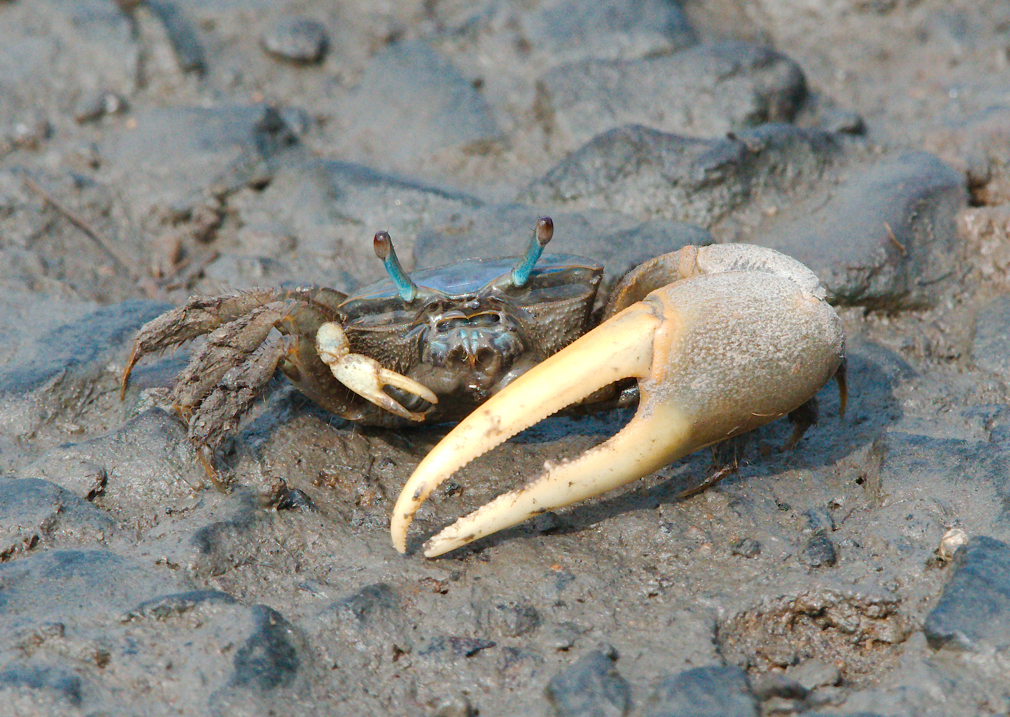 Fiddler Crab Guide: Is it a fiddler crab? · iNaturalist