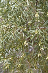 Myoporum platycarpum