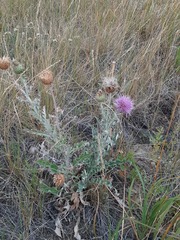 Cirsium undulatum undulatum