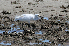 Egretta garzetta nigripes