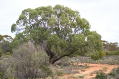 Myoporum platycarpum