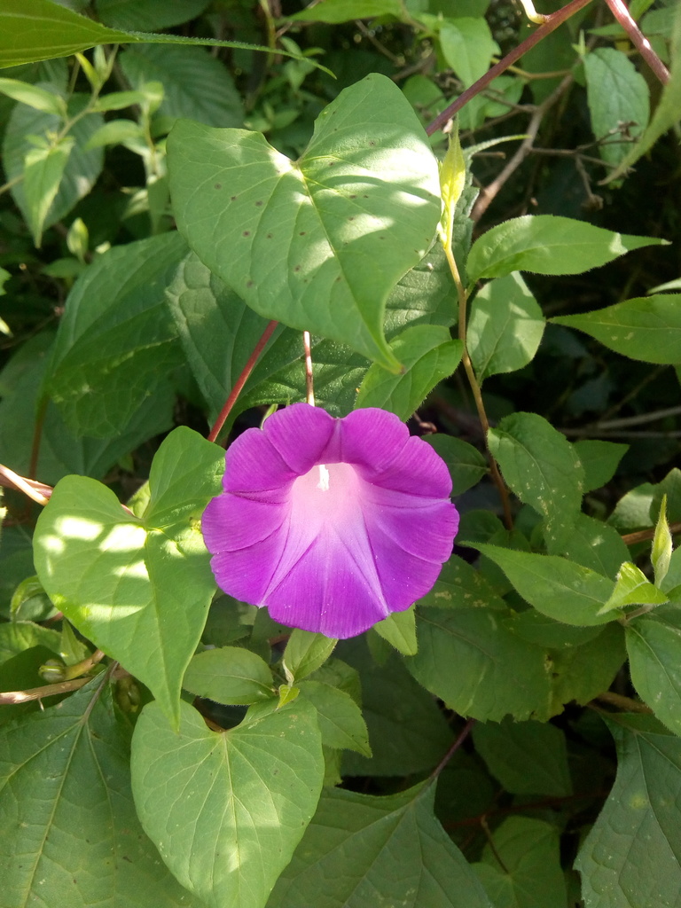 Campanilla estrellita