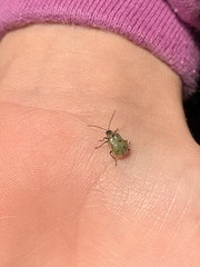 Diabrotica decempunctata