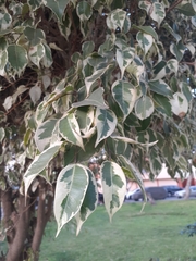 Ficus benjamina