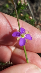 Heliophila adpressa