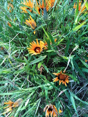 Gazania pectinata