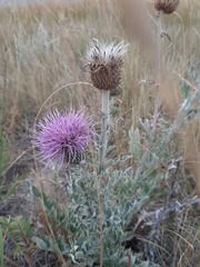 Cirsium undulatum undulatum