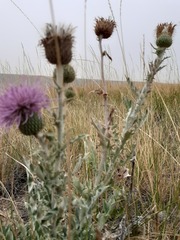 Cirsium undulatum undulatum