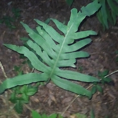 Phlebodium pseudoaureum