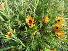 Gazania pectinata