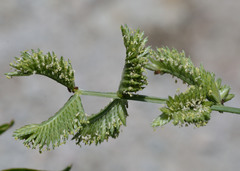 Eleusine multiflora