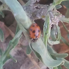 Hippodamia variegata