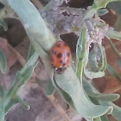 Hippodamia variegata