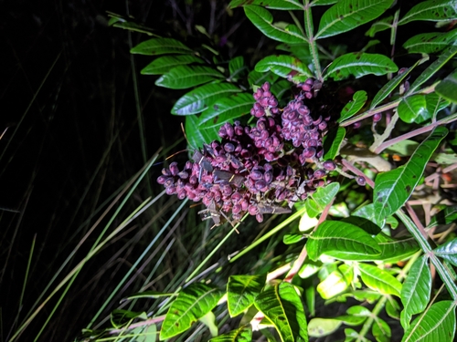 Rhus copallina image