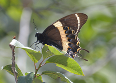 Papilio garamas garamas
