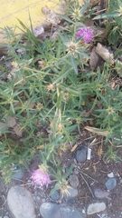 Hippodamia variegata